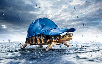 Funny, Animals, Turtles HD wallpaper