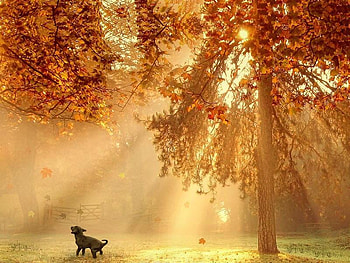 Dog out Under a Autumn Tree, dog, leaves, sun, tree HD wallpaper