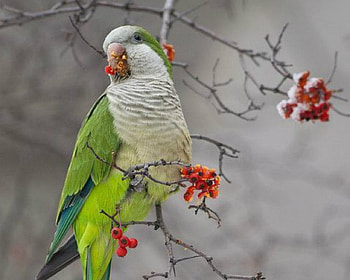 Snow Parrot, animal, bird, snow, parrot HD wallpaper