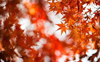 Nature, Autumn, Plant, Macro, Shine, Light HD wallpaper