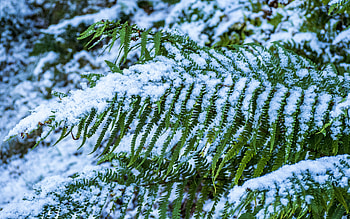 Fern, winter, plant, snow HD wallpaper