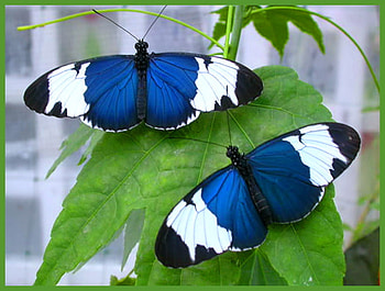 Passion vine beauty, blue, butterflies, white, black, leaves, pair HD wallpaper