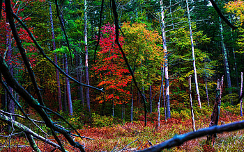 Upton Woods, Massachusetts, colors, trees, leaves, fall, usa HD wallpaper