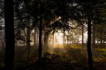 Nature, Trees, Forest, Lights Of A Sun, Rays Of The Sun HD wallpaper