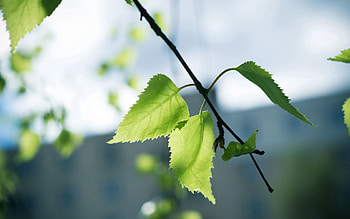 Background, Leaves, Macro, Branch HD wallpaper