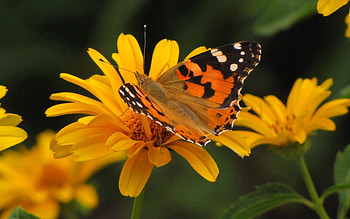 Patterns, Flower, Macro, Flight, Butterfly HD wallpaper