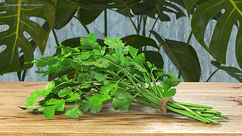 Cilantro 3D model, Digital art, Unique representation, ArtStation creation HD wallpaper