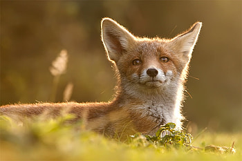 Golden Fox, golden, animals, wheat, other, fox HD wallpaper