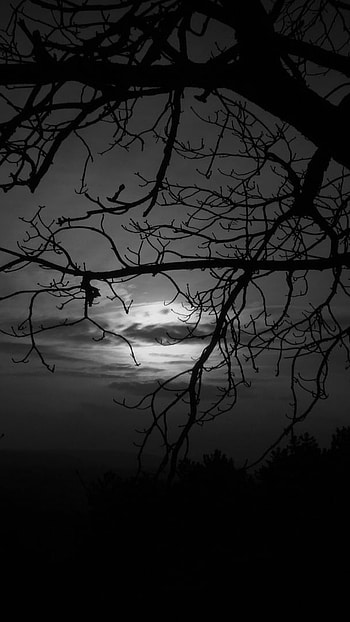 Depressing, Dark Tree HD phone wallpaper
