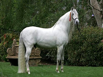 Perfect Conformation, spanish, andalusian, horses, grey HD wallpaper