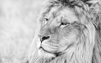 Lion, mane, leo, predator HD wallpaper