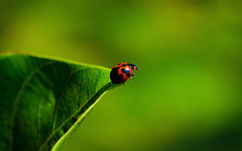 Grass, Macro, Insect, Ladybug, Ladybird HD wallpaper