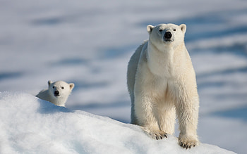 Posted polar bear , Ethan Thompson's collection, Stunning ry, Impressive shots HD wallpaper