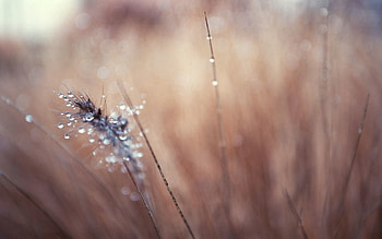 Grass, Background, Macro, Faded, Blurred, Greased HD wallpaper