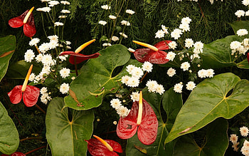 Flowers, Water, Leaves, Chrysanthemum, Drops, Needles, Anthurium HD wallpaper