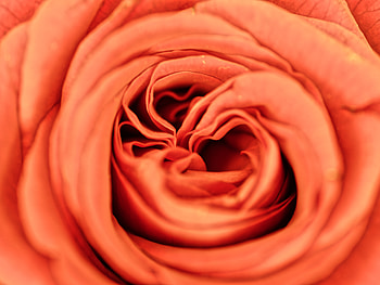 Flowers, Flower, Macro, Rose Flower, Rose, Petals HD wallpaper