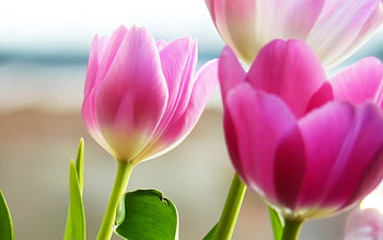 Plants, Flowers, Tulips HD wallpaper