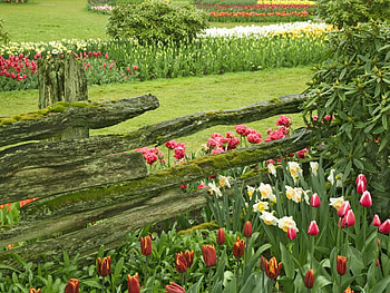Green field , flowers, field, green HD wallpaper