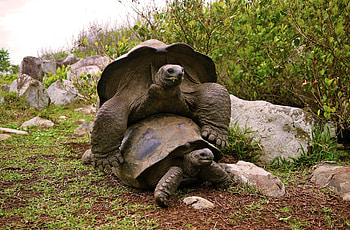 Aldabra Giant Tortoise, Conservation efforts, Giant reptiles, Uromastyx HD wallpaper