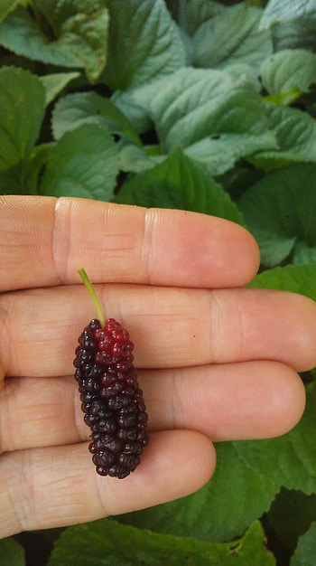 Geraldi dwarf mulberry tree, Organic certification, Peaceful heritage, Sustainable farming HD phone wallpaper