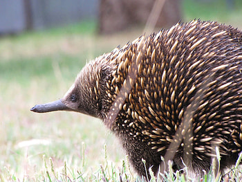 Echidna , Captivating creature, Bizarre egg-laying, Baltana HD wallpaper