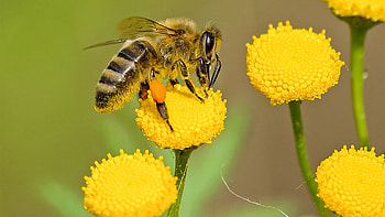 Bees in flight, Nature's workforce, Busy hive, Floral background HD wallpaper