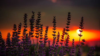 Sunset over Lavender Field, nature, field, lavender, sunset HD wallpaper