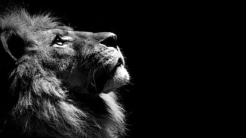 Lion Black And White Laptop Full HD wallpaper