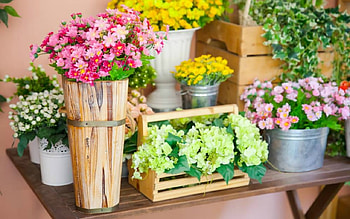 Beautiful Flowers, flowers, plants, bloom, petals HD wallpaper