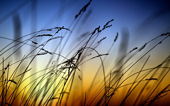 Sunset grass, Plants, Macro, Sunset, Grass HD wallpaper