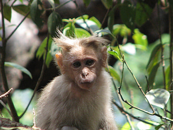 Spikey, Monkey, Nature, Primate, Cute HD wallpaper