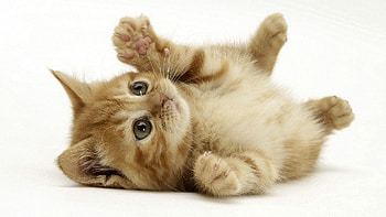 Animals, Kitty, Kitten, To Lie Down, Lie, Playful, Paw HD wallpaper
