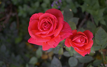 Roses, flowers, plants, red HD wallpaper