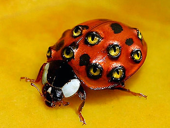 Eyes on Top, amazing, bug HD wallpaper