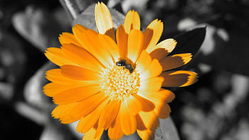 Flowers, Insects, Bees HD wallpaper