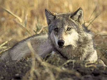 Wolf, cool, beautiful HD wallpaper