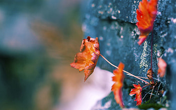 Leaves, Plant, Macro, Surface, Moss, Dry HD wallpaper