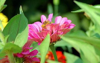 Pink flowers with butterfly, Flowers, love, green, red HD wallpaper