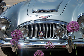 Colour Contrast, blue, purple, old car, car, flowers HD wallpaper