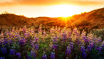 Sunset On Flower field, fields, flowers, sun, sunset, mountain HD wallpaper