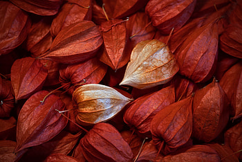 Flowers, red, close up HD wallpaper