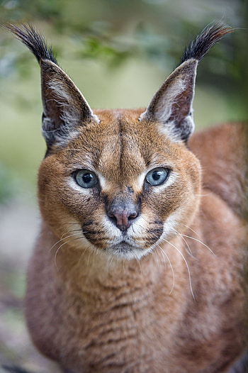 Pretty caracal, Charming expression, Animal beauty, Graceful movements HD phone wallpaper