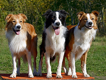 Animals, Dogs, Fluffy, Three, To Stand, Stand, Waiting, Expectation HD wallpaper