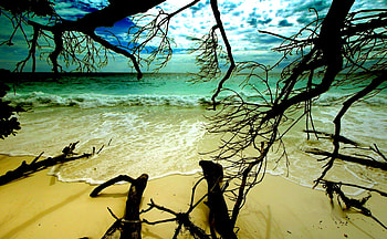 BEACH VIEW, Bing, sky, nature, ocean, twigs, beach HD wallpaper