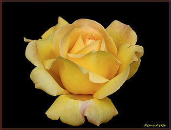 Yellow Forewer 2, closeup, rose, art , still life, yellow, alone, beautiful HD wallpaper