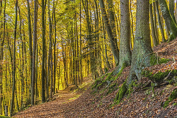 Nature, Trees, Shine, Light, Park, Path, Trail HD wallpaper
