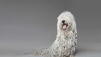 Bergamasco, Tech accessories, Modern mutt, Animal HD wallpaper