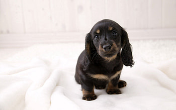 Animals, Sit, Dog, Muzzle, Ears, Bed HD wallpaper
