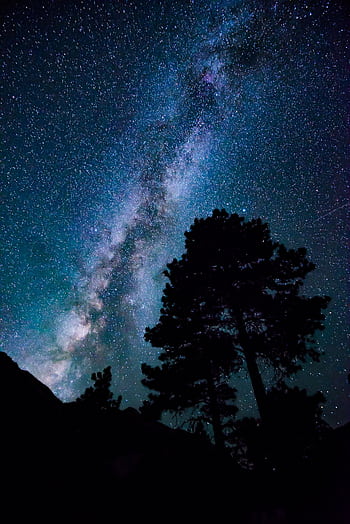 Captured in silhouette, trees beneath a vibrant starry Milky Way sky. HD phone wallpaper