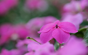 Flower, Plant, Macro, Petals HD wallpaper
